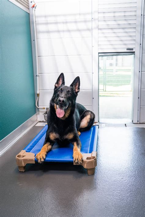dog boarding stone mountain ga|Dog Daycare and Dog Boarding Stone Mountain, GA.